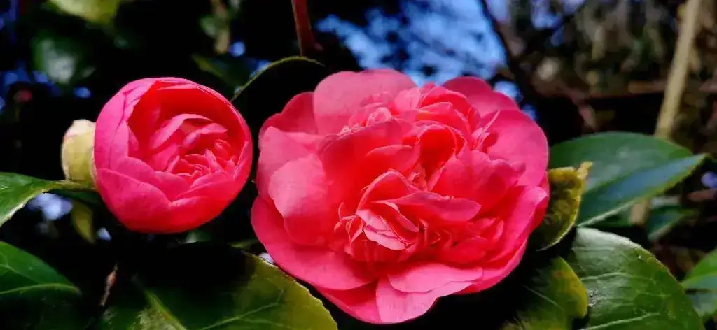 camelias.webp
