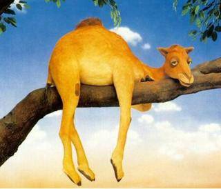 Camello.jpg