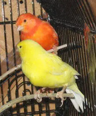 canarios-domesticos.webp