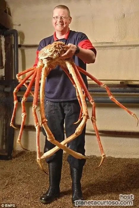 cangrego-gigante2.webp