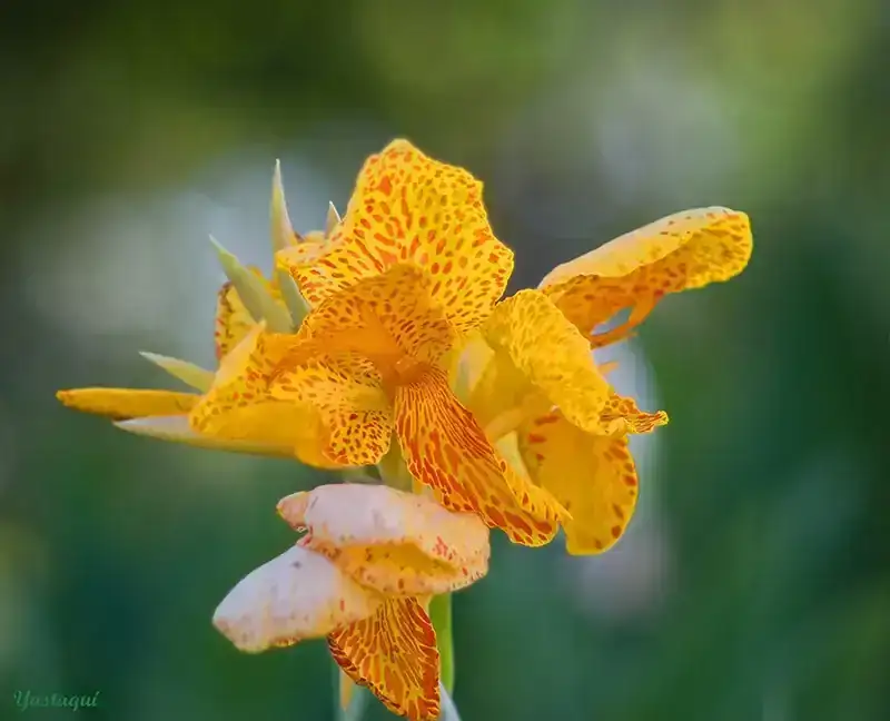 Capricho de jardín.webp