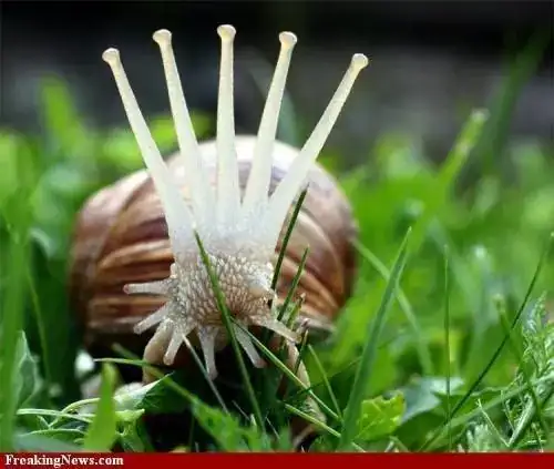 caracol rolex.webp