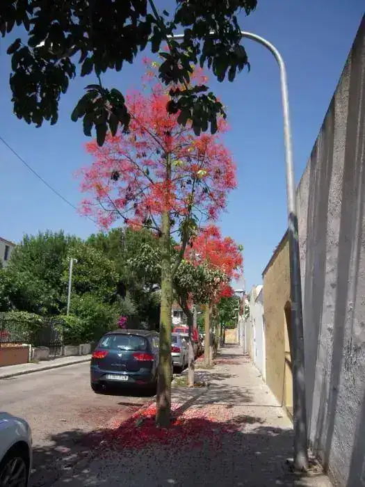 carrer Jardins.webp