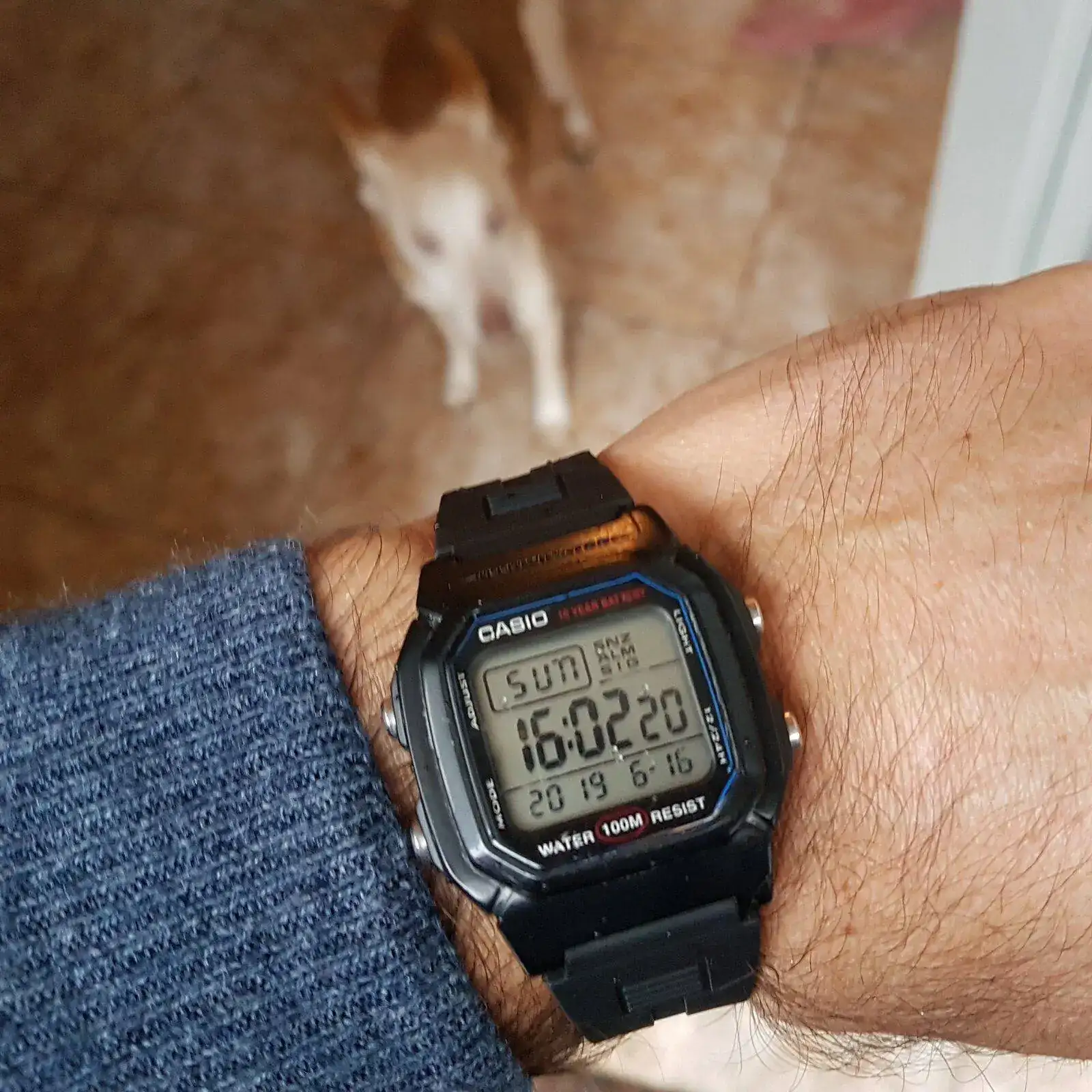 Casio W-800H.jpg