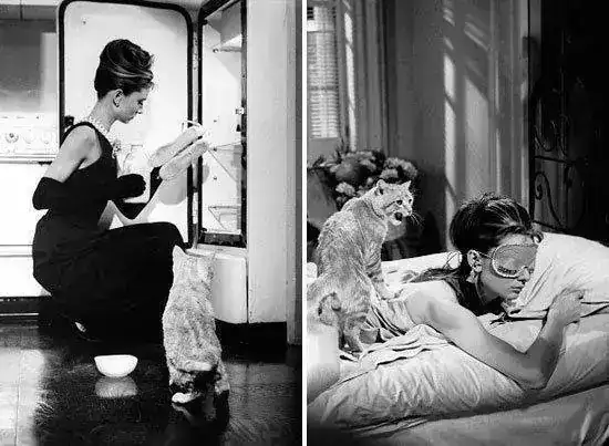 Cat-Breakfast_at_Tiffanys_m7cui3%5B1%5D.webp