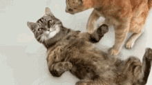 cat-death.gif