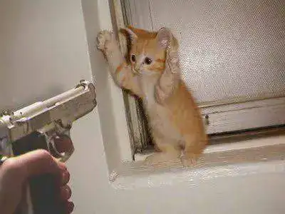 cat-death.webp