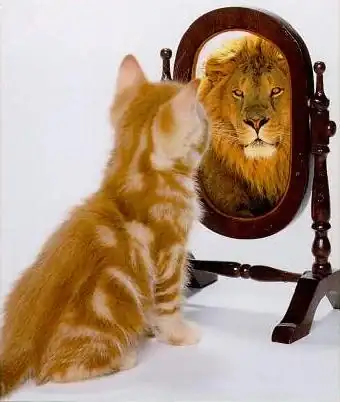 cat-lion.webp