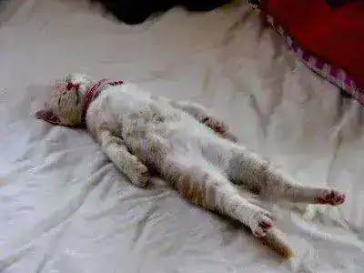 cat-sleep3.webp