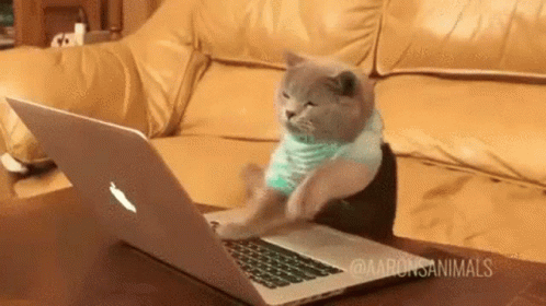 cat-typing.gif