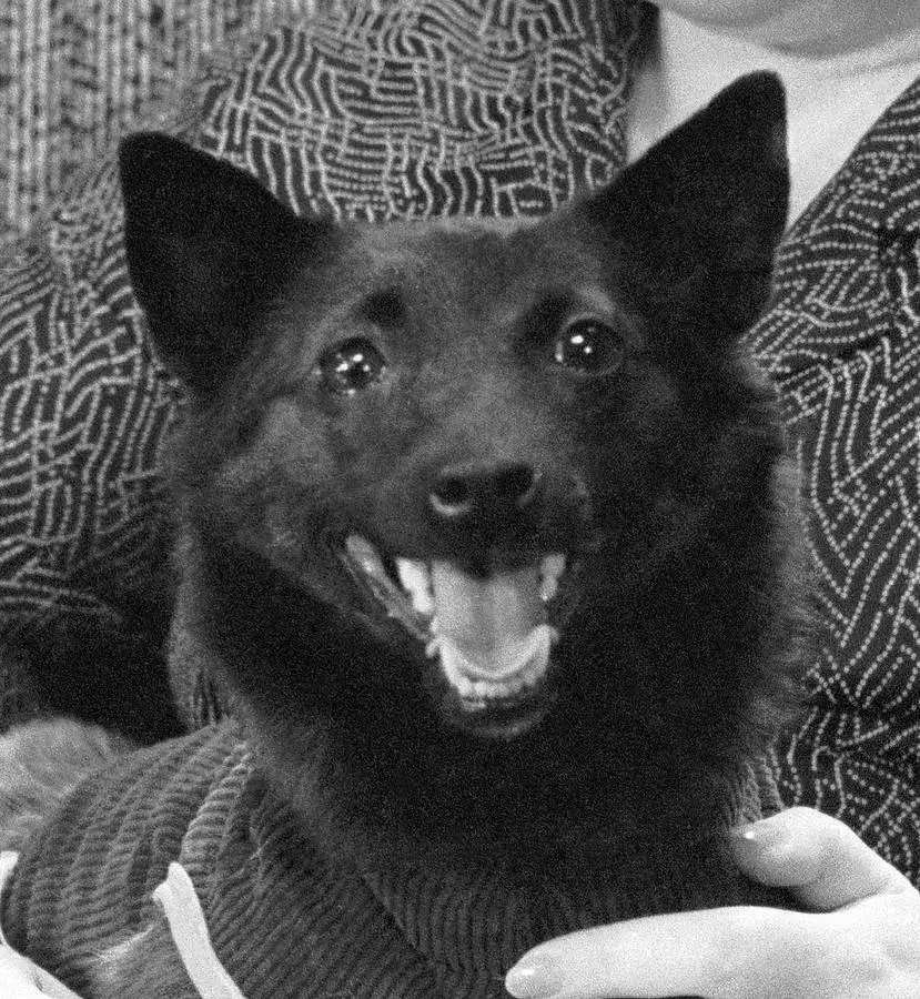 chernushka-soviet-space-dog-ria-novosti.webp