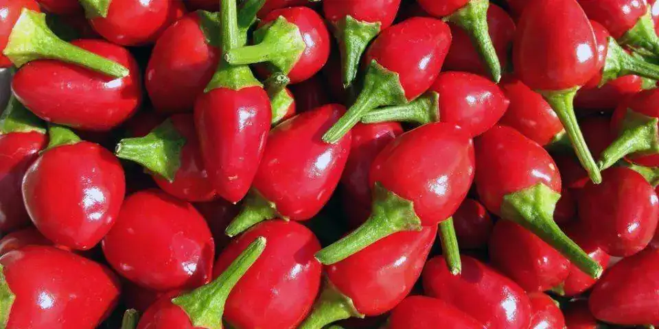 chiltepin copia.webp