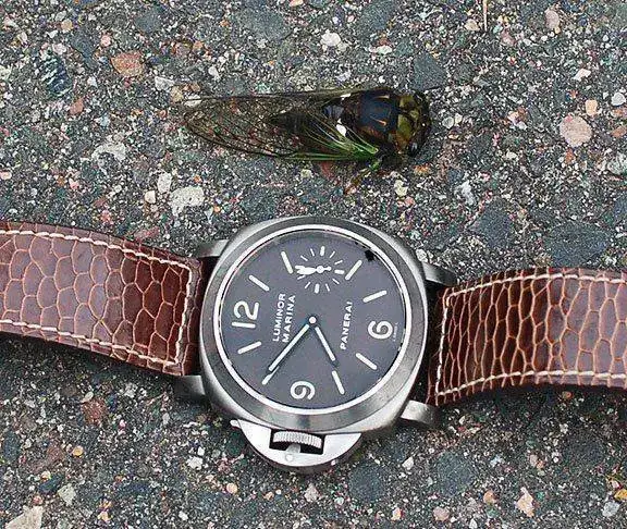 cicada3.webp