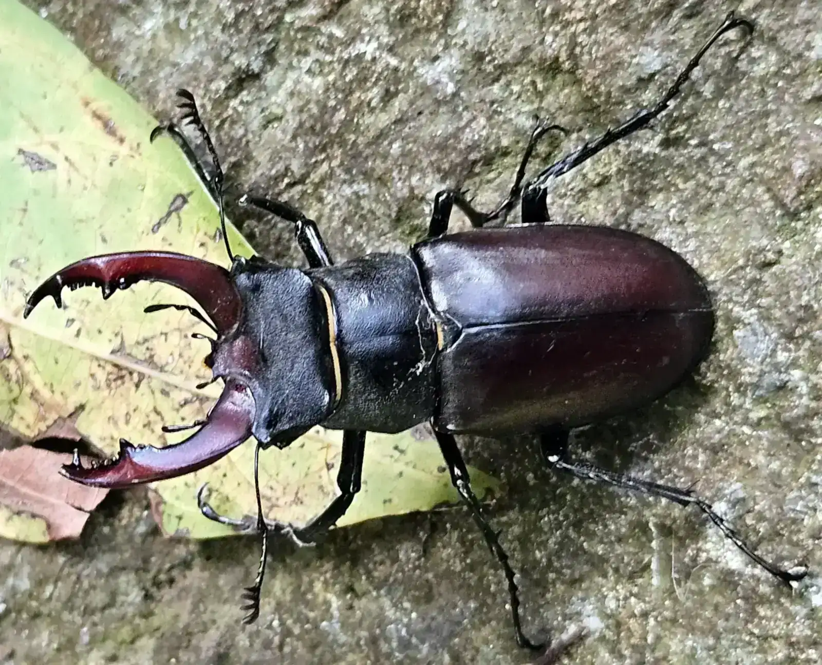 Ciervo volante_(moeche)_20250629 (3).webp