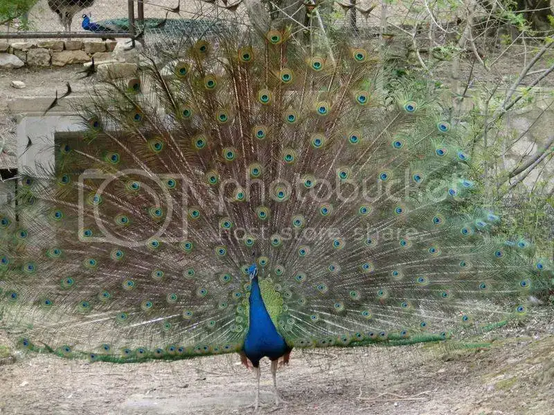 CIMG8895.webp