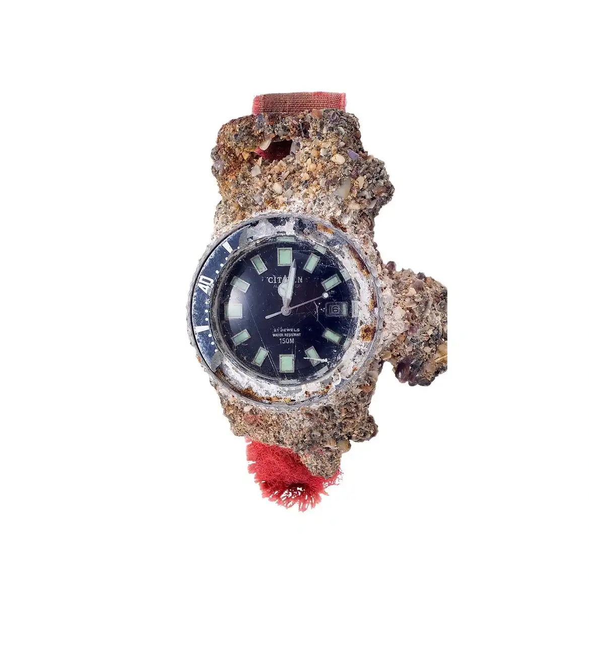 citizen-1977-challenge-diver-barnacles-Long-Reef-Beach-australia.webp