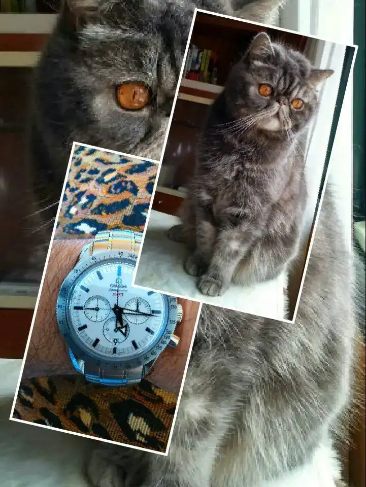 collage-1649517950579.webp