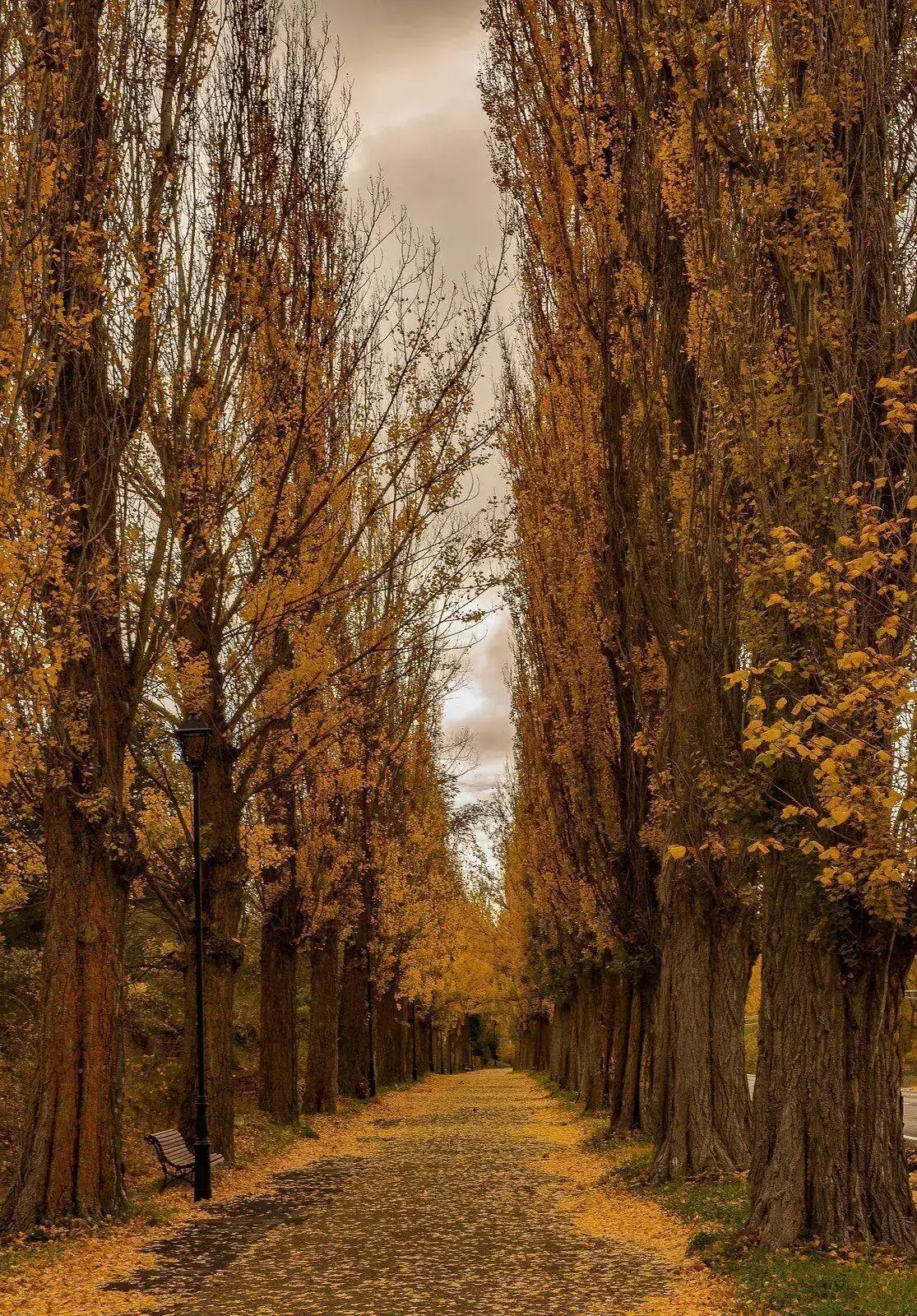 Colores de Otoño.jpg