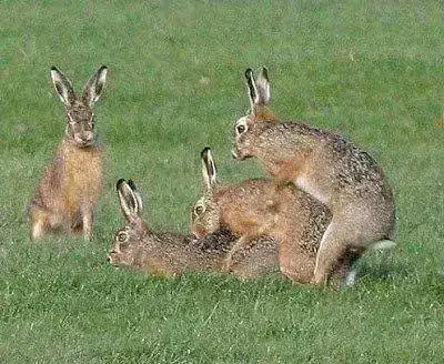 conejos.webp