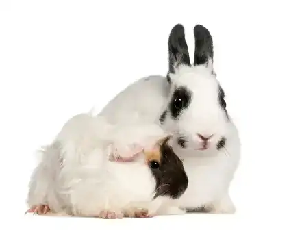 conejos-y-cobayas-amigos.webp