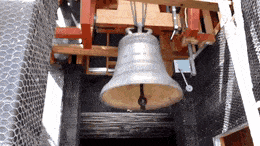 ConsideratePettyCockatoo-max-1mb.gif