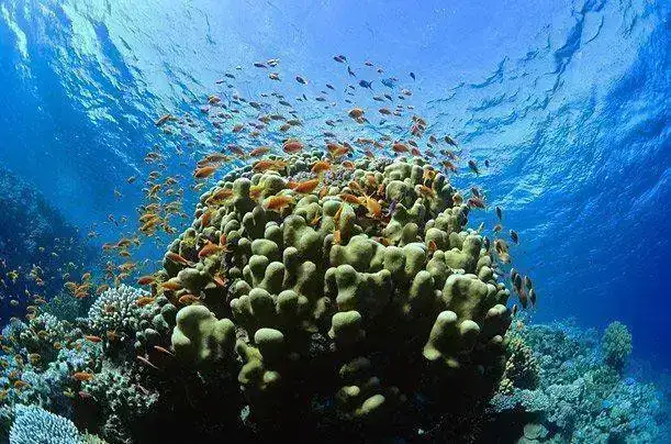coral_reefs_01.webp