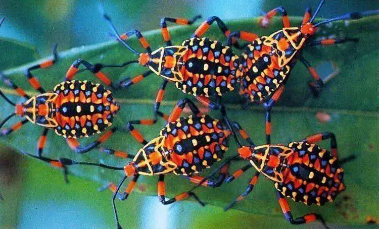 Coreid-Bug-Nymphs.webp