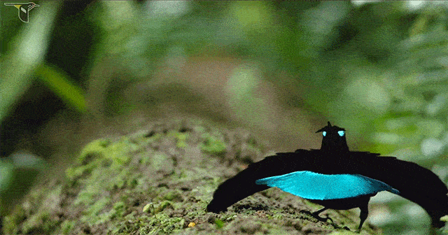 cornell-lab-bird-of-paradise-new.gif