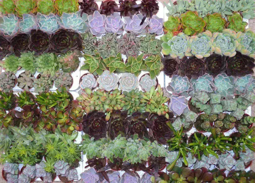 crassulas+y+suculentas_1.webp