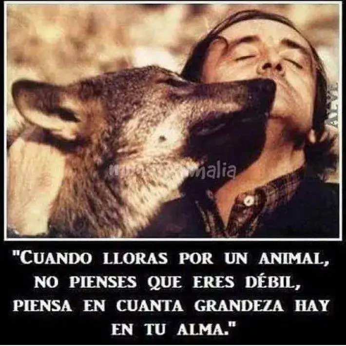 cuando-lloras-por-un-animal-no-pienses-que-eres-debil-piensa-en-155296.webp