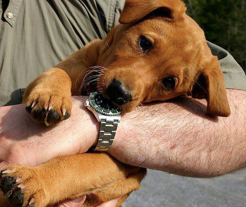 Cute-Puppy-Rolex.jpg