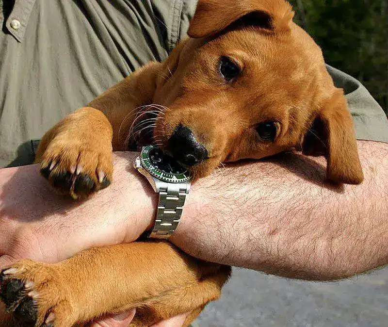 Cute-Puppy-Rolex.webp