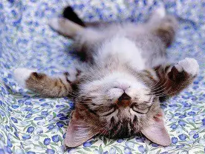 cute_cat.webp