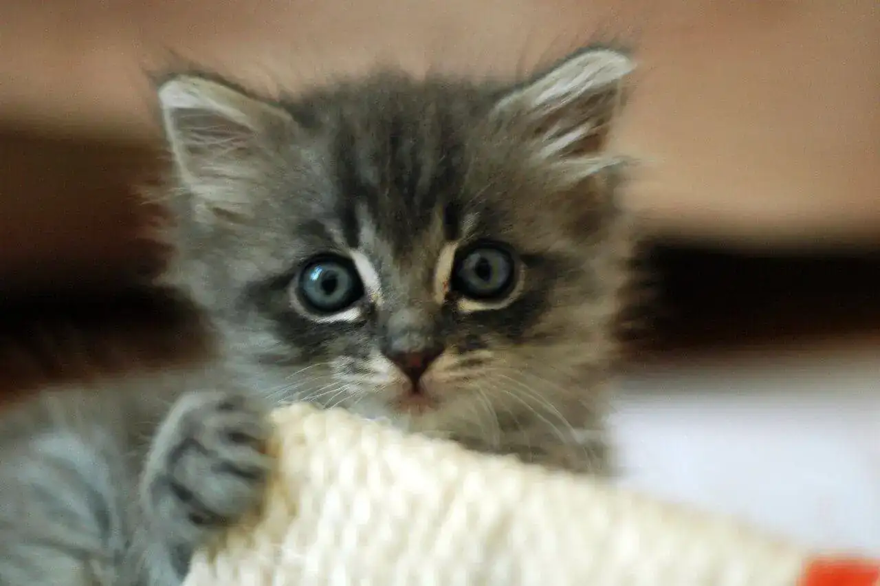 Cute_grey_kitten.webp