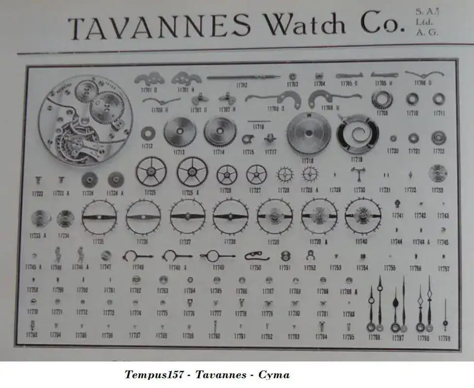 cyma_planche_tempus157..webp
