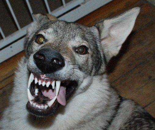 Czechoslovakian-Wolfdog-Teeth.jpg