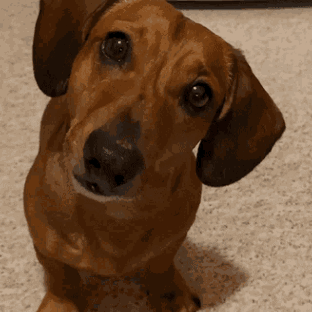 dachshund-dog.gif