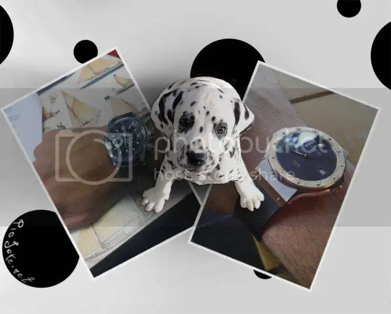 dalmatareloj_zps9891ab8a.webp