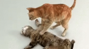 dead-cat-cpr.gif