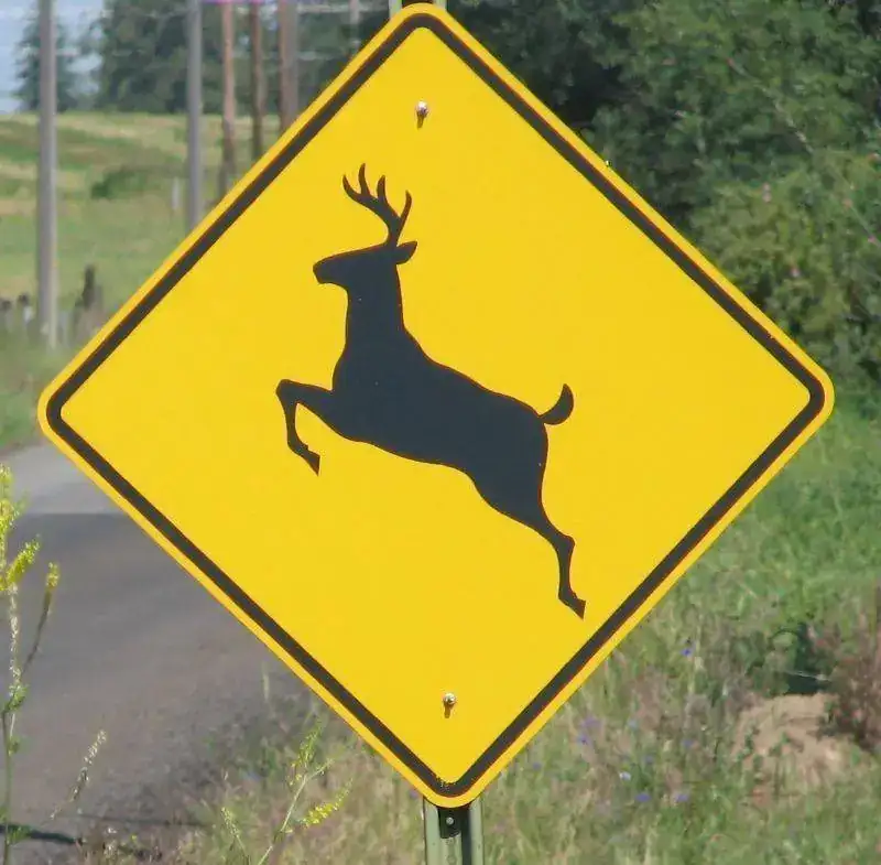 deer-crossing.webp
