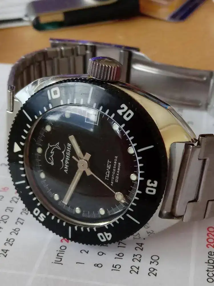 delfincerca.webp