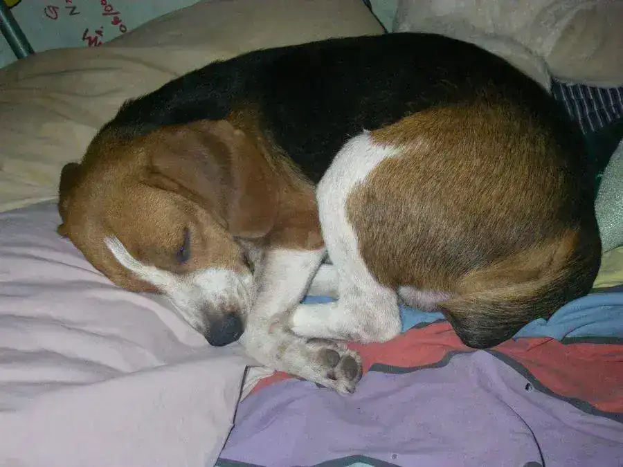 dexter a.webp