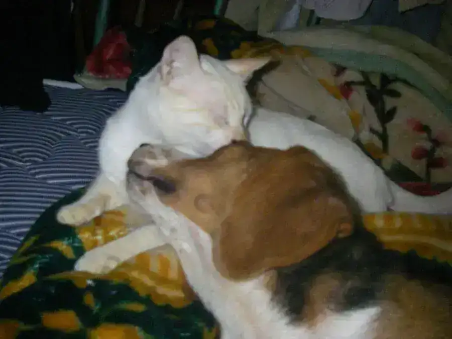 dexter cjpg.webp