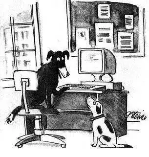 dog.webp