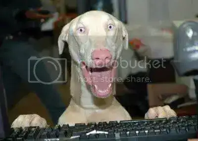 dog.webp