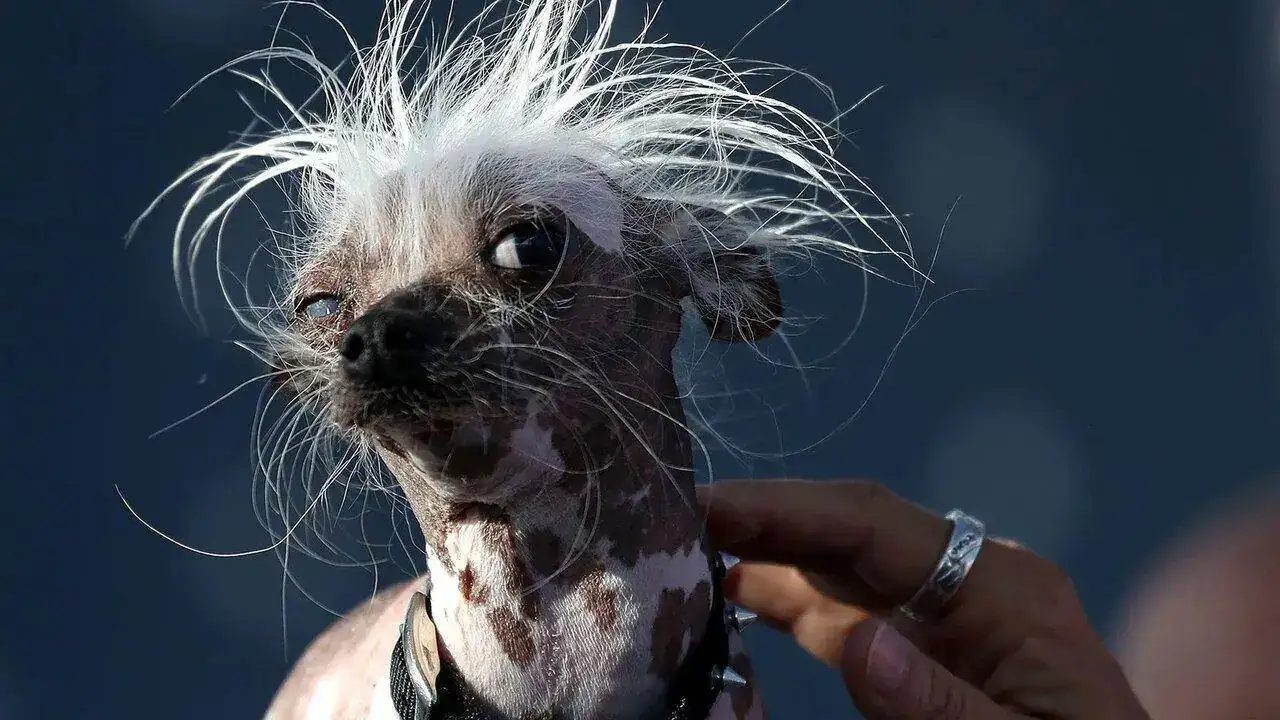 dog.webp