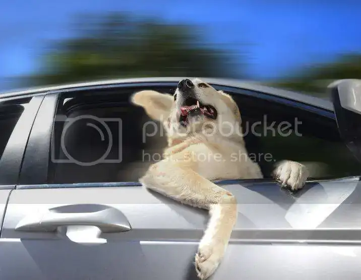 dogs-in-cars.webp