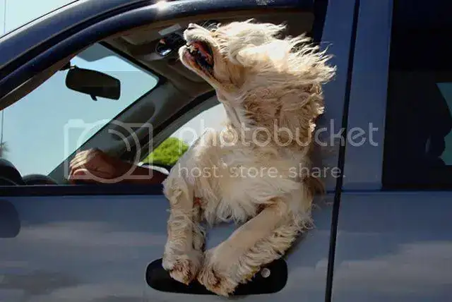 dogs-on-joyrides-141__605.webp