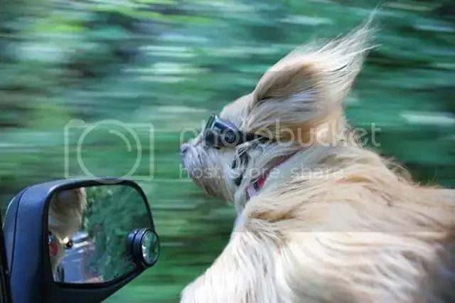dogs-on-joyrides-19__605.webp