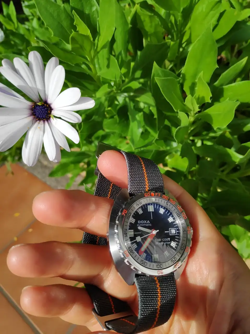 Doxa Erika.webp